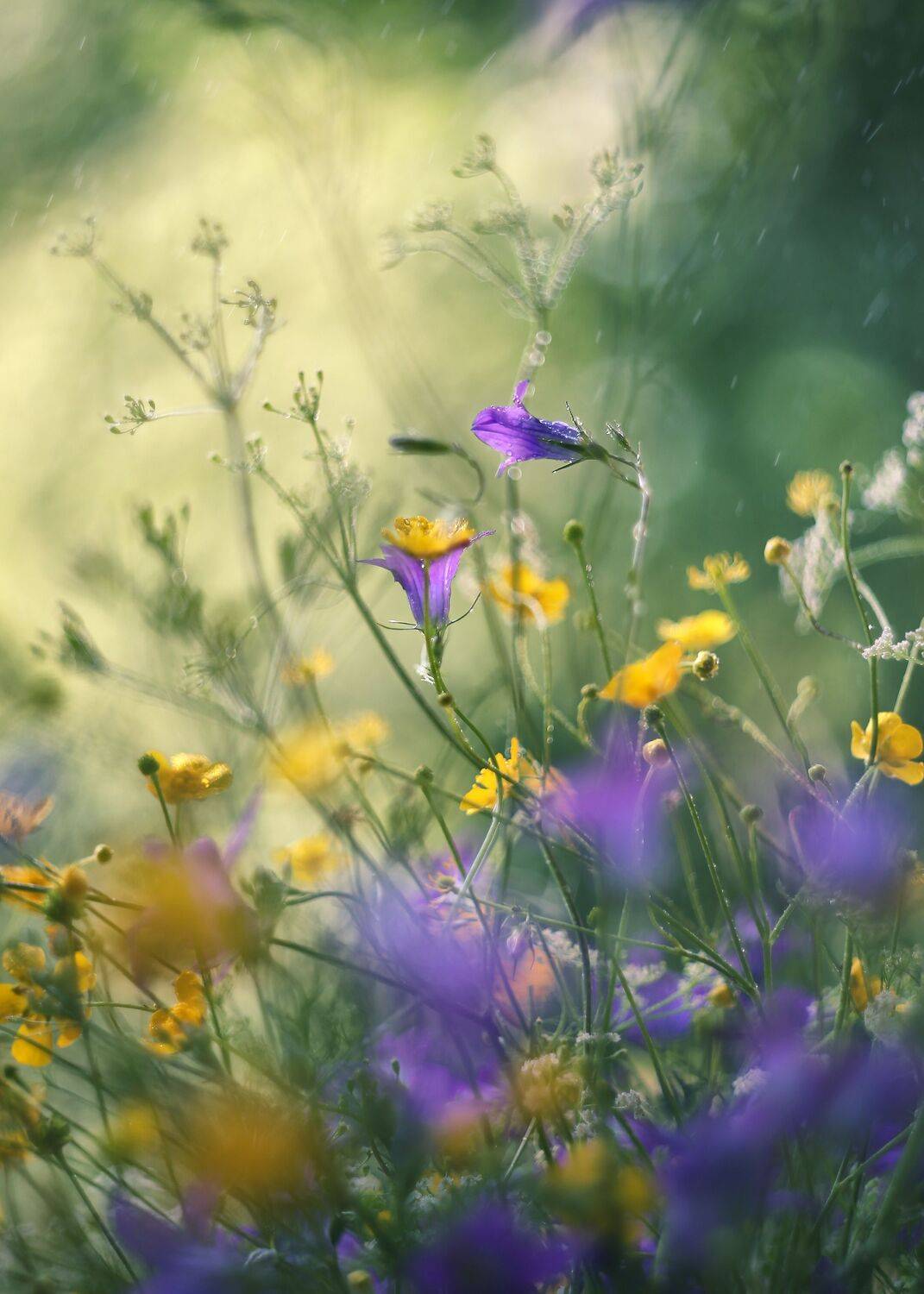 сказки лета, луг, дождик, краски беларусь, гелиос 44,колокольчики, ГОРЮКИНА ИРИНА