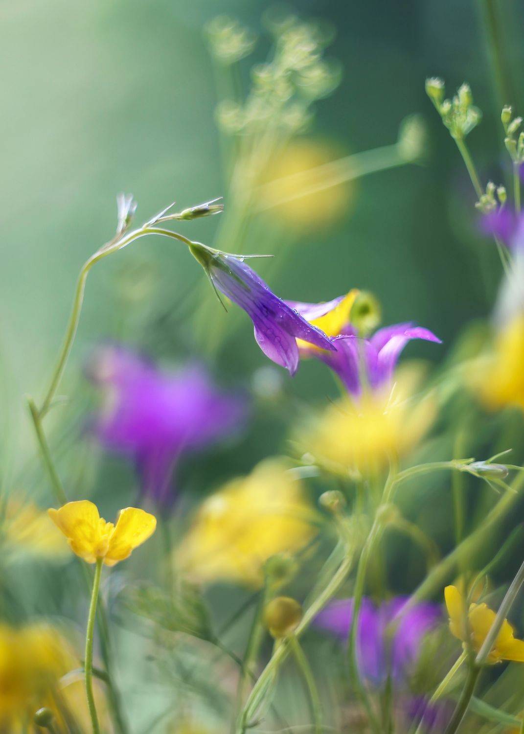 сказки моего лета, сопричастность, колокольчики,шепот, жизнь, гелиос 44 м, беларусь,краски жизни, ГОРЮКИНА ИРИНА