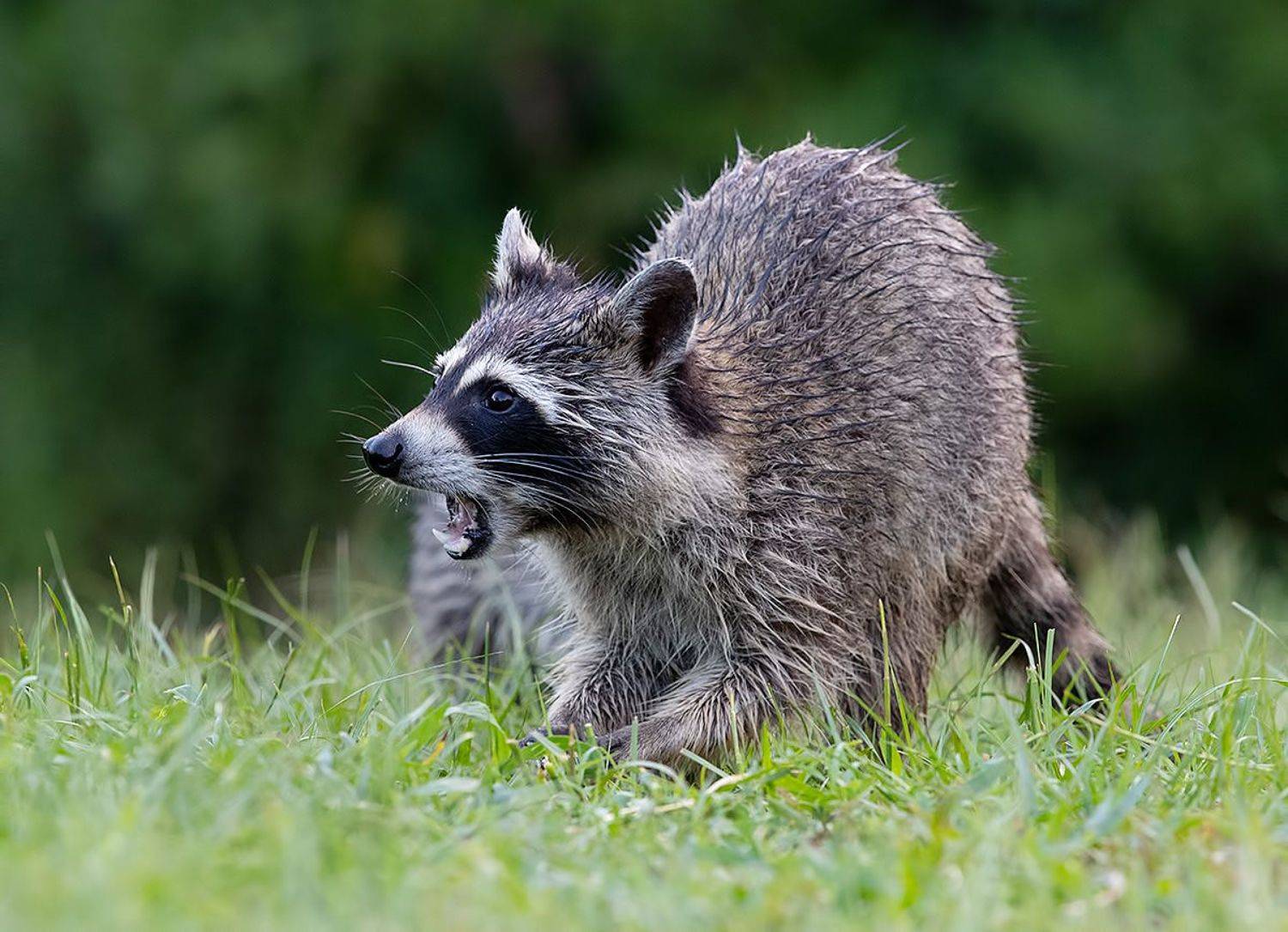 енот обыкновенный, енот-полоскун, raccoon, енот, дикие животные, животные, animals, Etkind Elizabeth