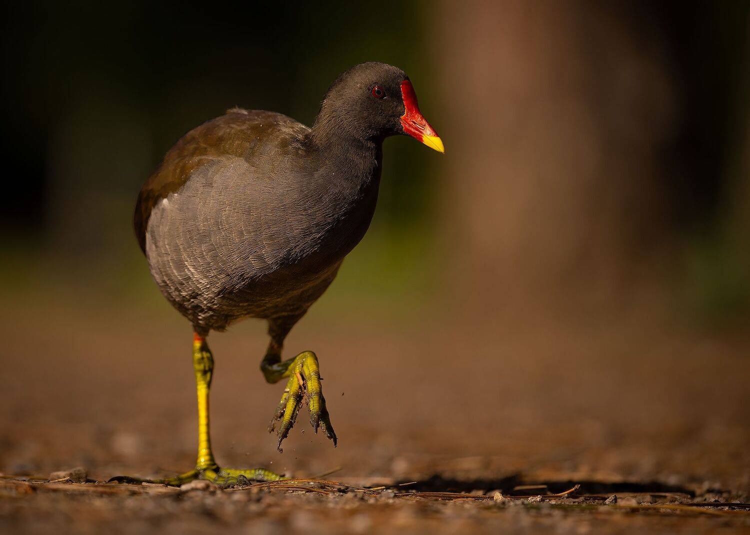 , Robert Adamec