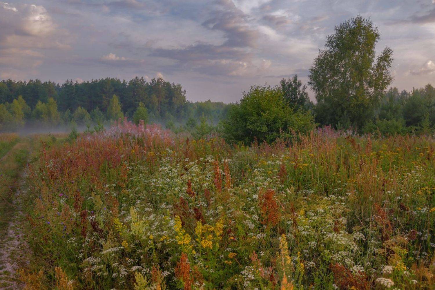 утро поле разнотравье август, Дмитрий Алексеев