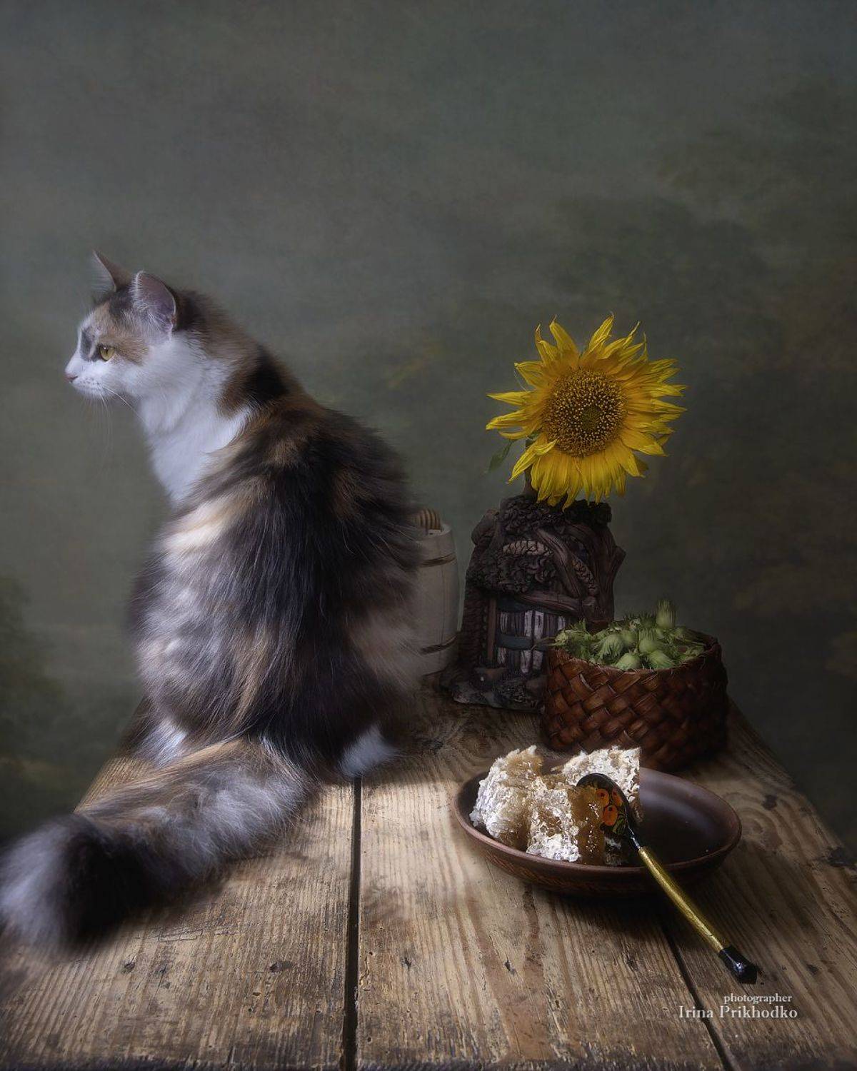 натюрморт, сотовый мёд, орехи, кошка, домашние питомцы, Приходько Ирина