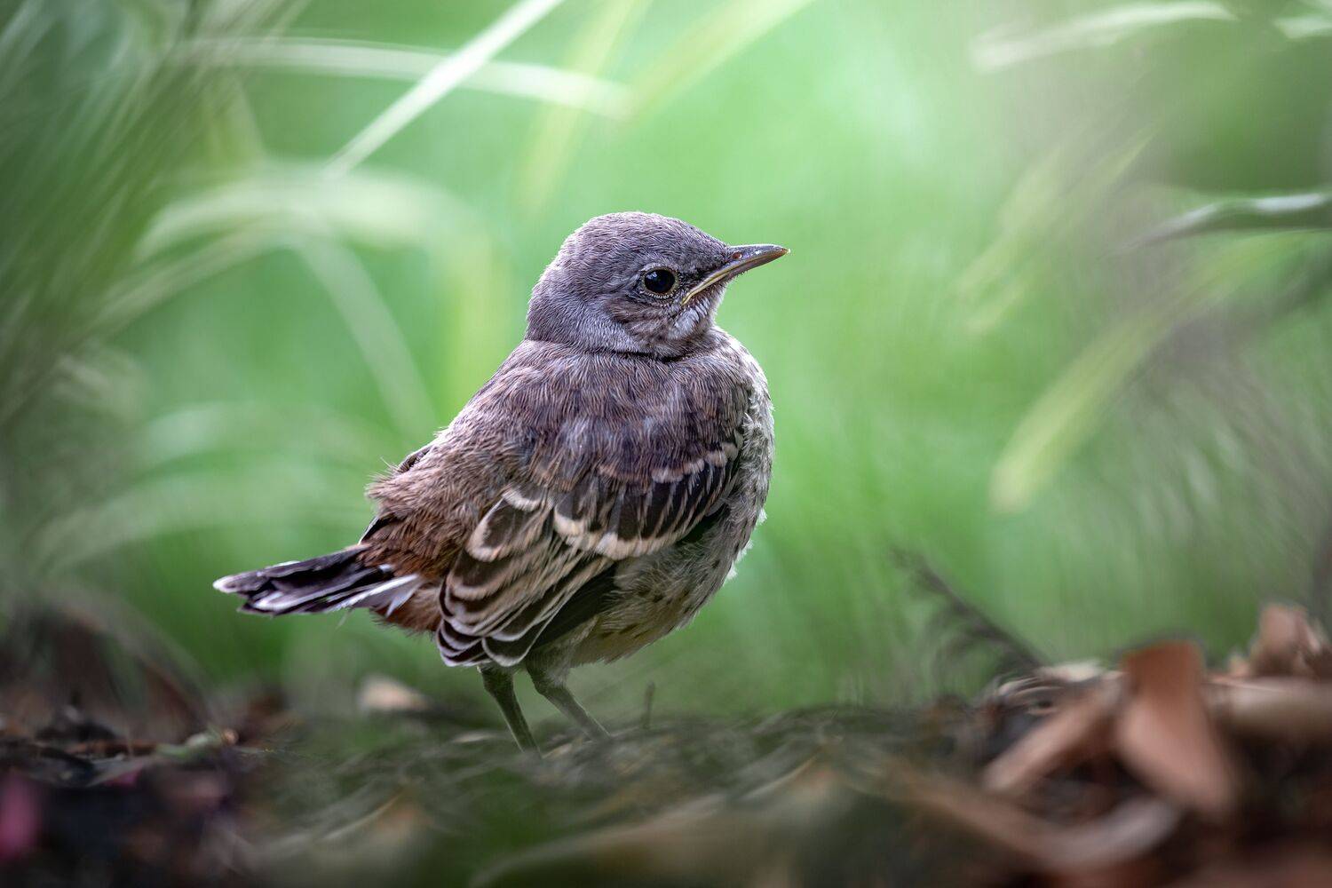 bird, songbird, mockingbird, songbirds, mockingbirds, nature, animals, wild,, Atul Saluja