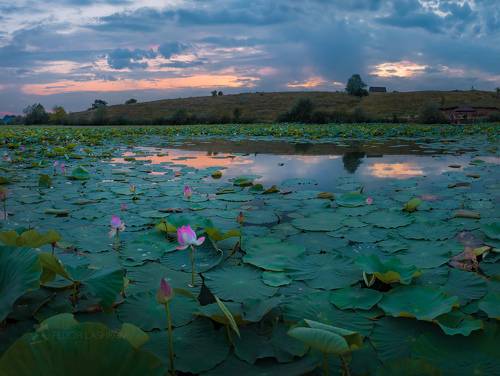 Белгородские лотосы
