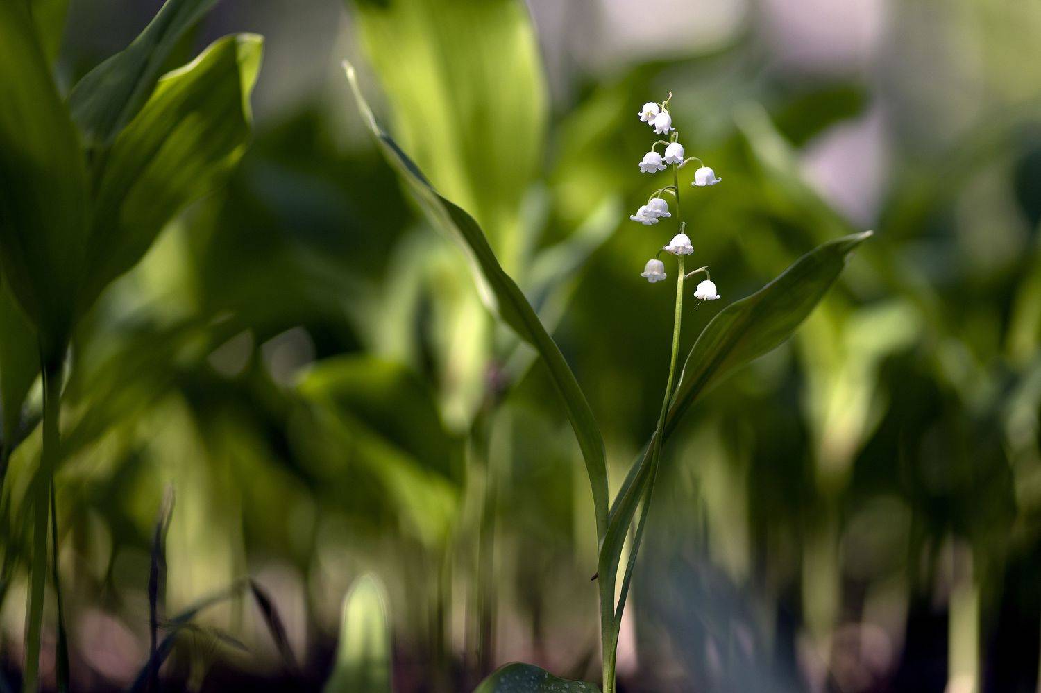 ландыши,  Almazeykin