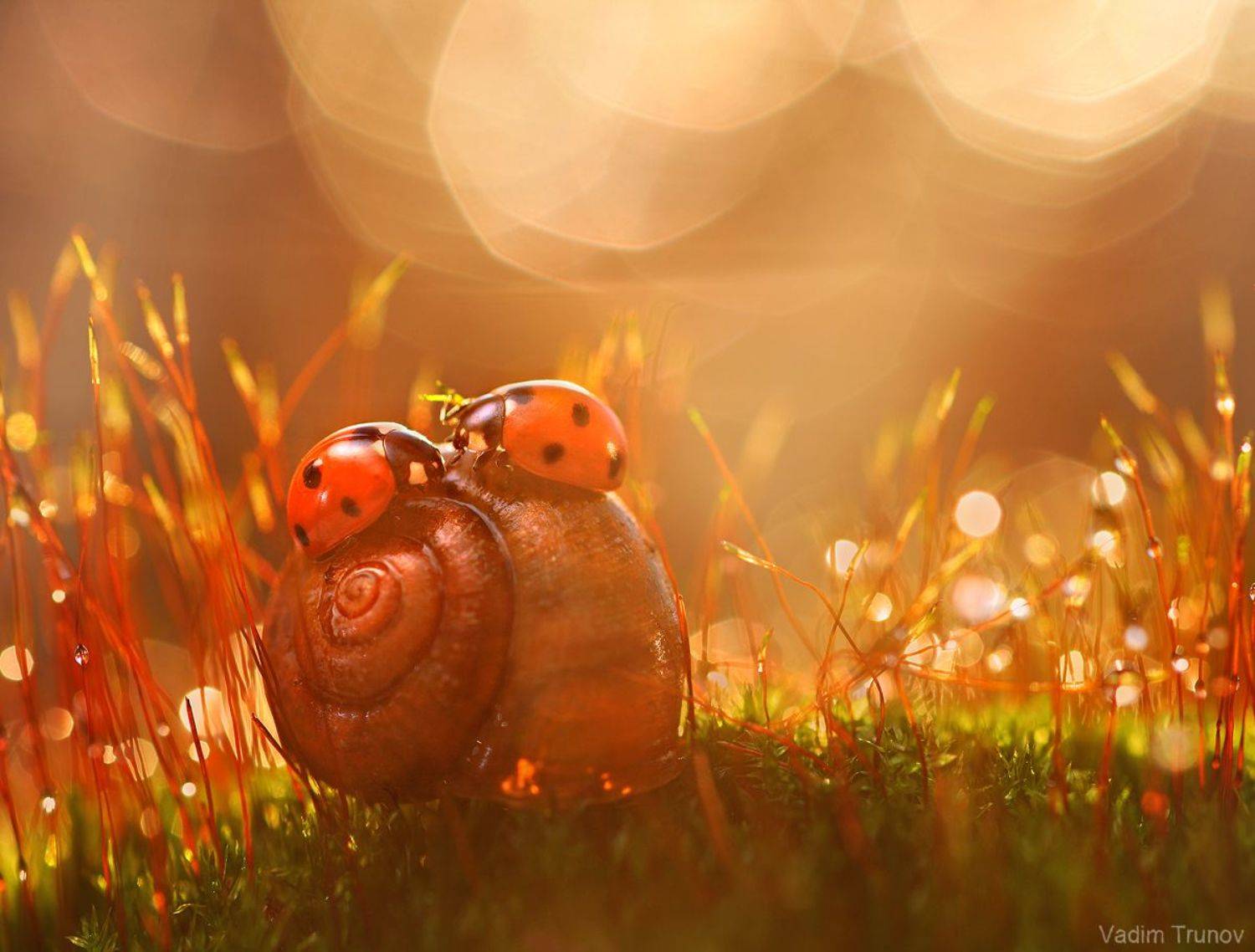 , Вадим Трунов