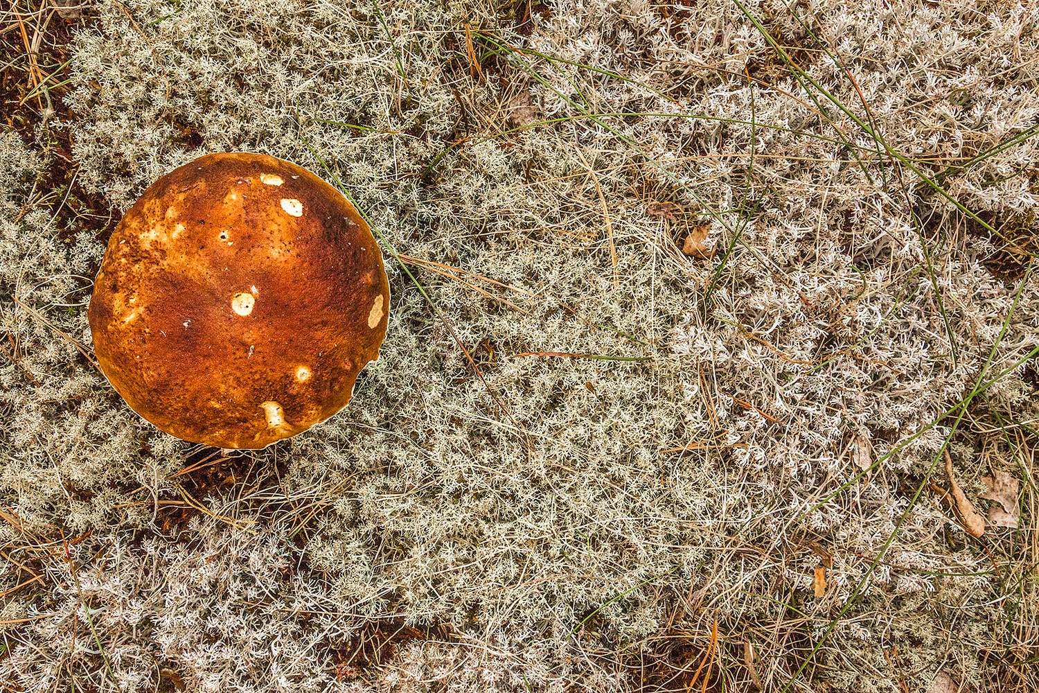 , Напалкин Станислав