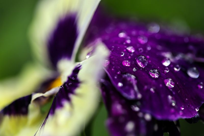 blue, decoration, garden, flowers,rain, water drops blue decoration garden flowers after rain with water drops фото превью