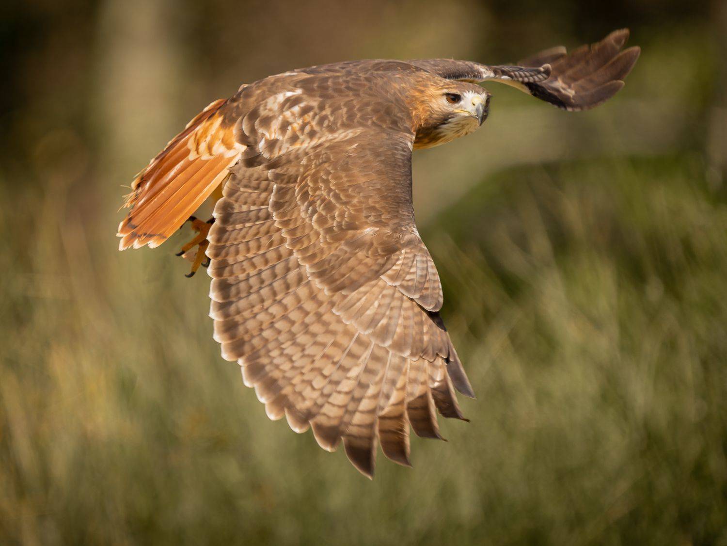 , Максимова Дария