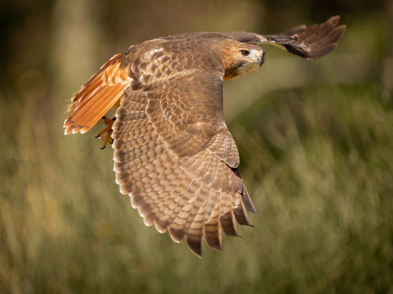 Орлиный глаз фото превью