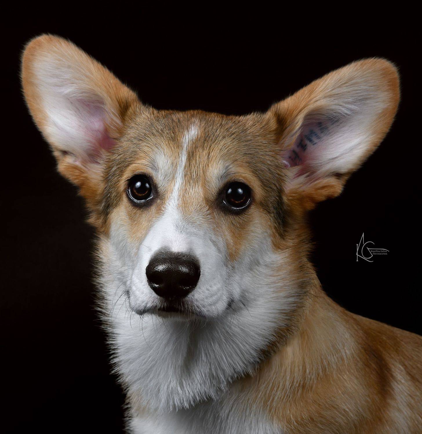 , Коптилина Галина