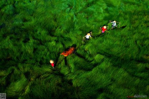 Across the Green Grass Fields