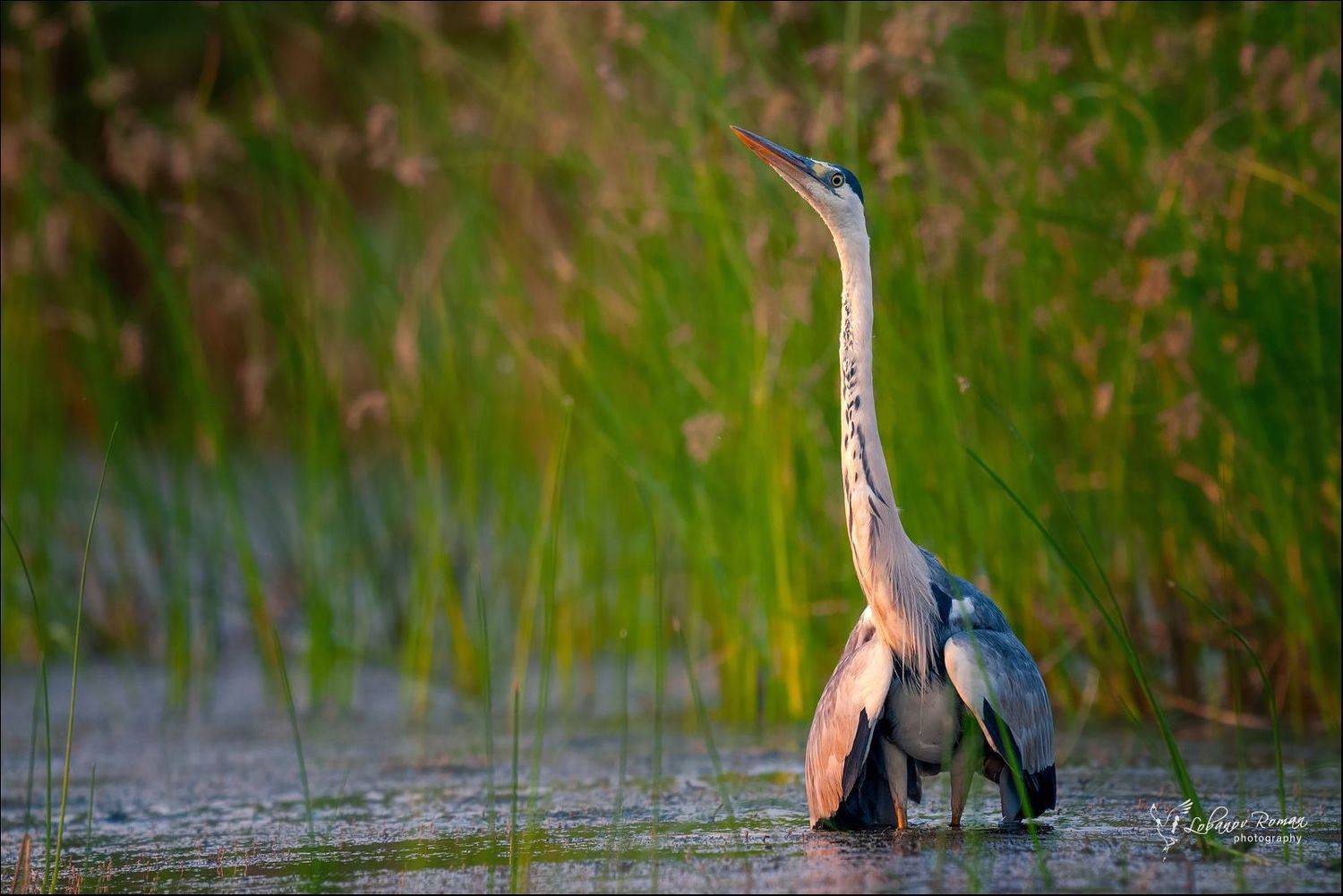 , Лобанов Роман
