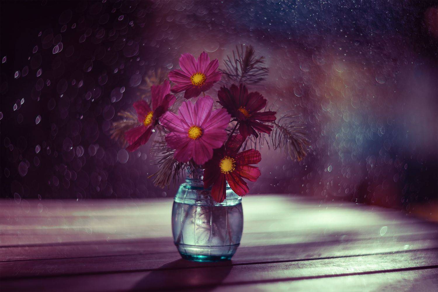 , Елена Зимацкая