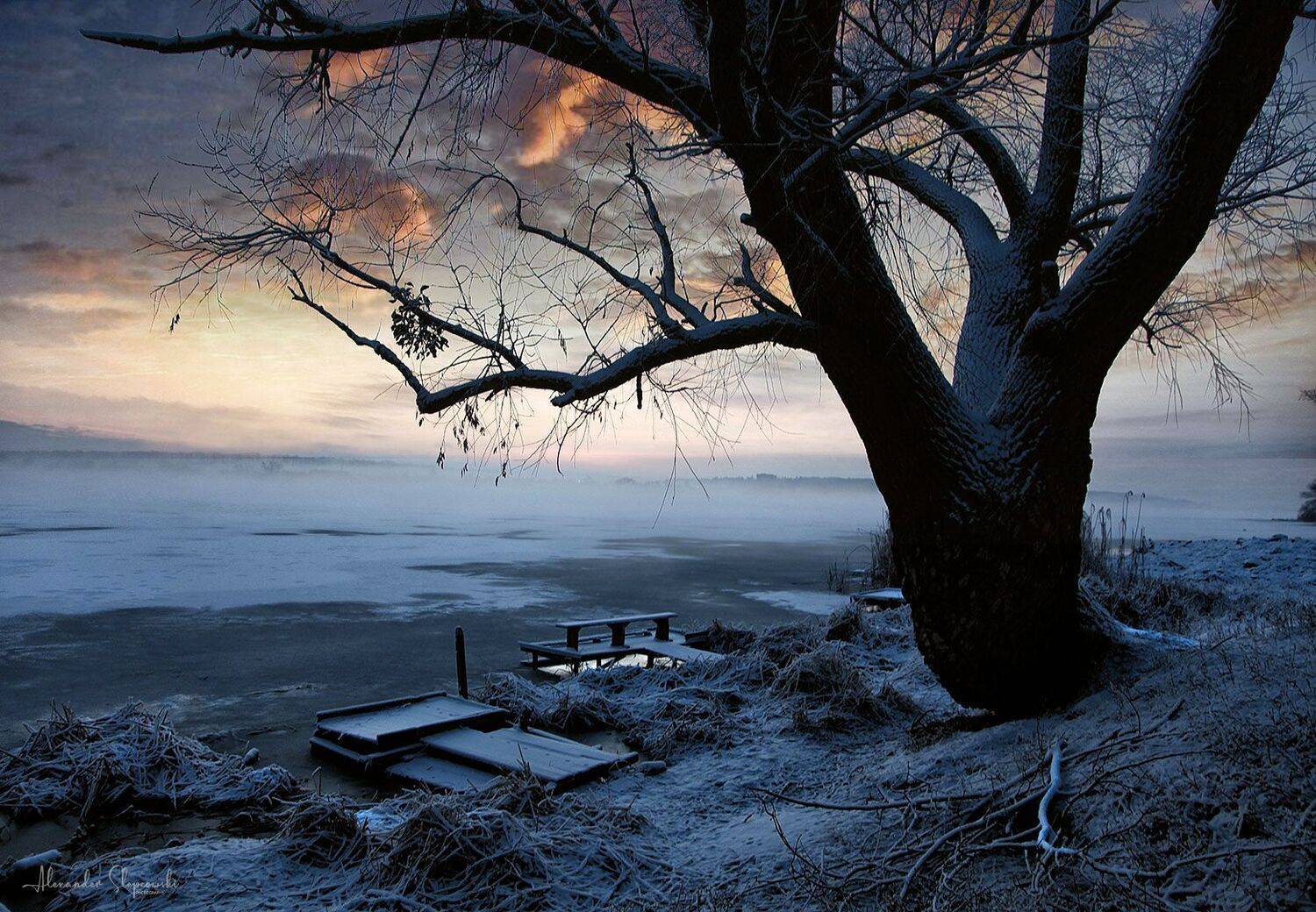 дерево, Alexander Slepcowski