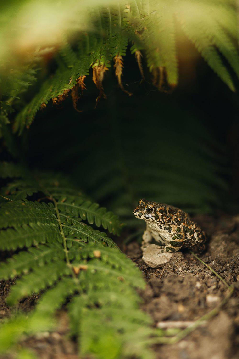 , Волошин Артем