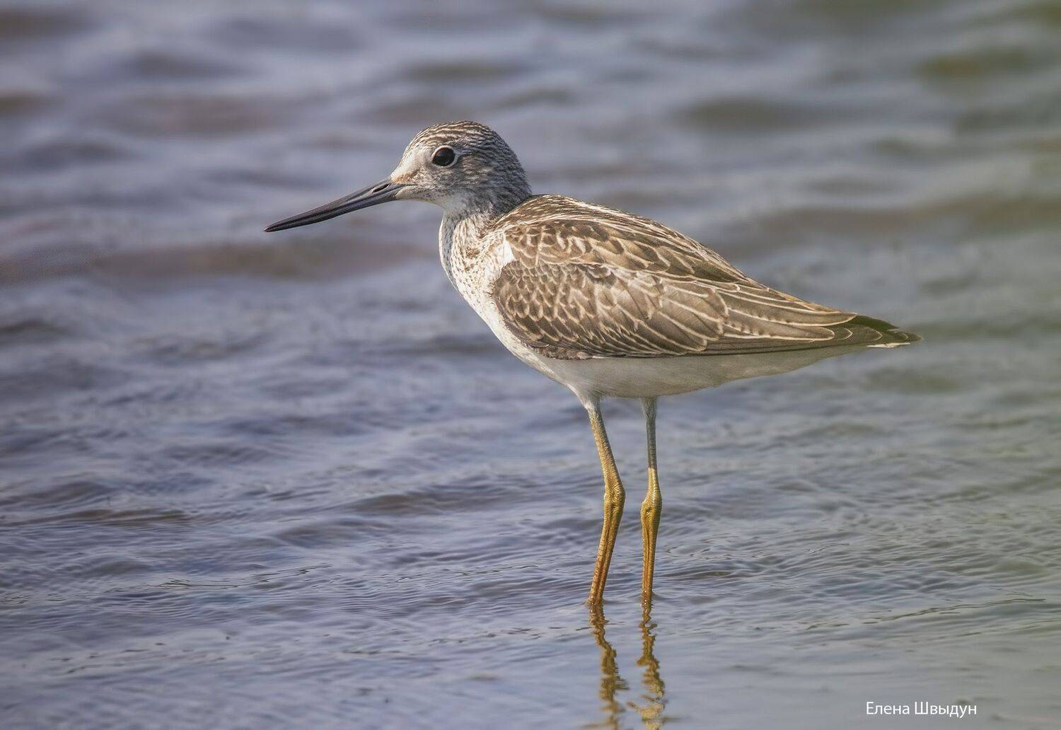 bird of prey, animal, birds, bird,  animal wildlife,  nature,  animals in the wild, улит, большой улит, common greenshank, Елена Швыдун