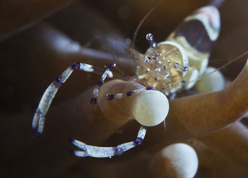 филиппины, негрос, анемон, креветка, макро анемоновый релакс фото превью