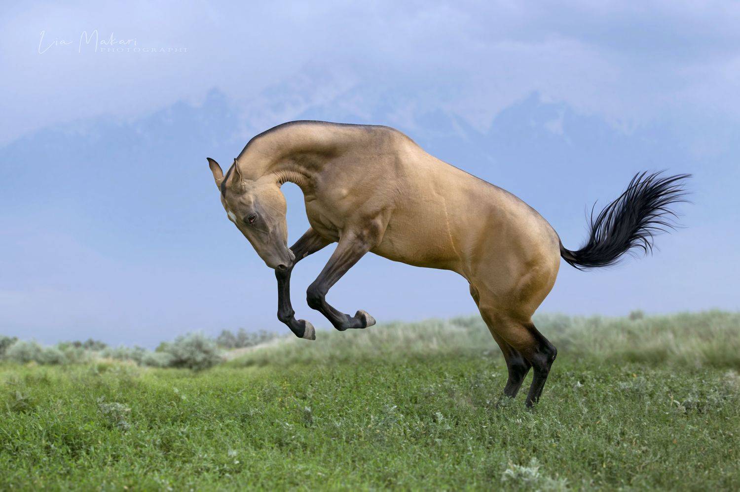 Лошадь, лошади, horse, ahalteke, cavallo, ахалтекинец, Lia Makari