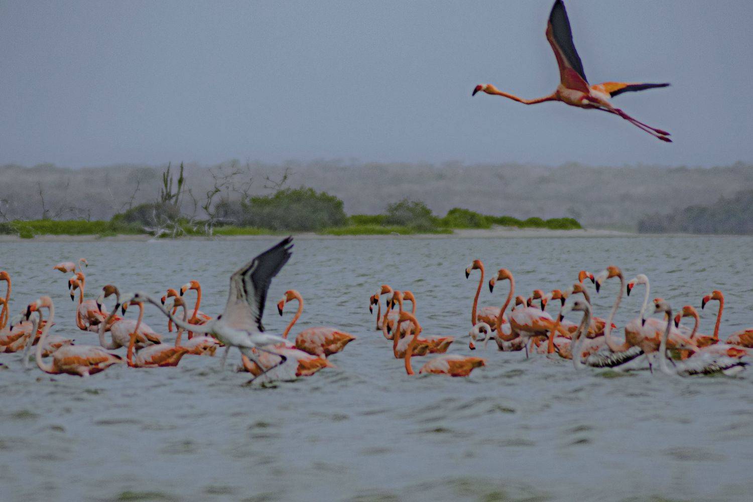 birds,colours, water, landsacape, Laverde Yako