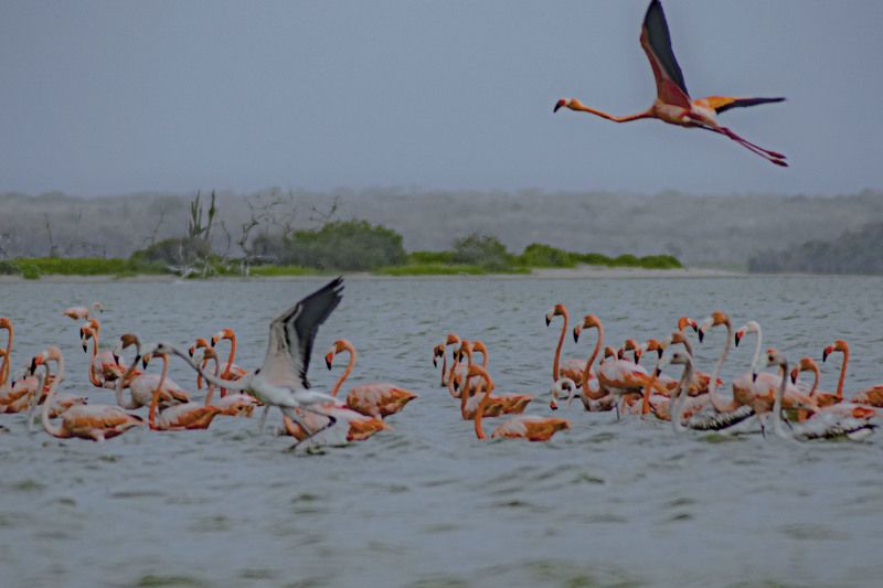 birds,colours, water, landsacape Flamingo\'s fly фото превью