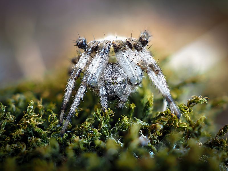 Araneus фото превью