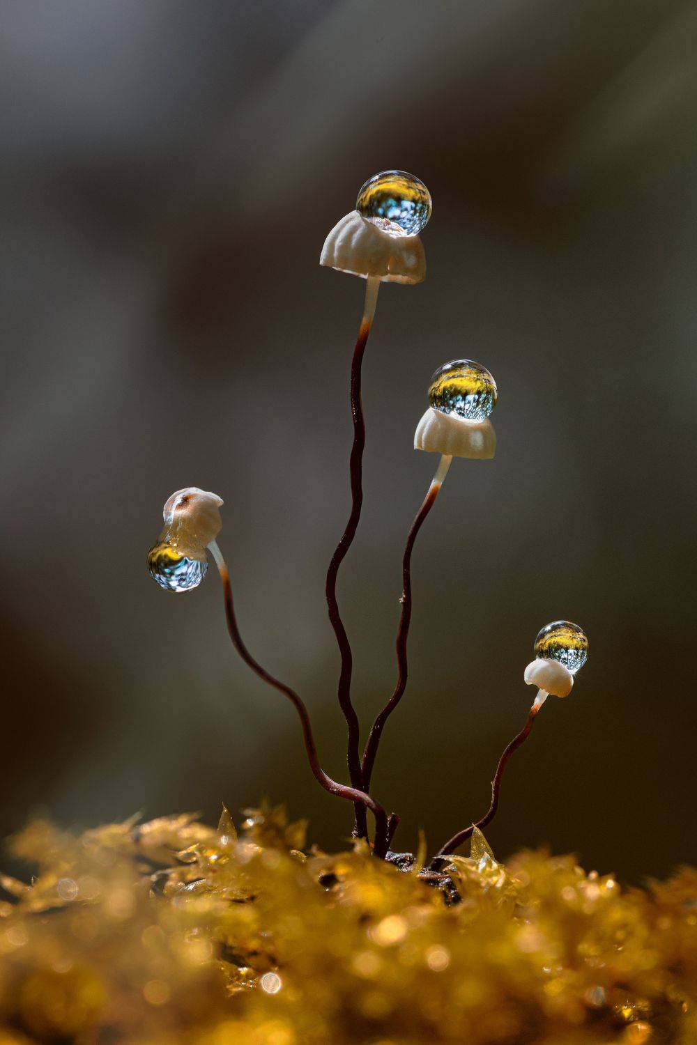 , Татьяна Гореславец