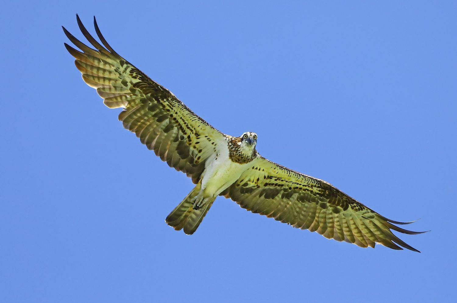 скопа., Александр Гусар