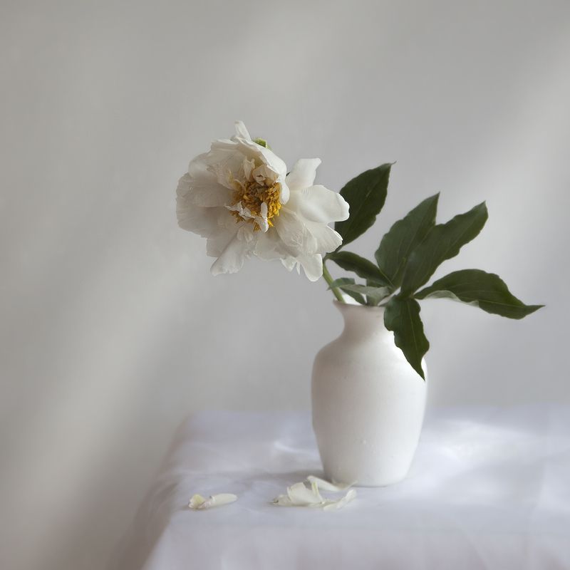 пион О белом пионе. фото превью