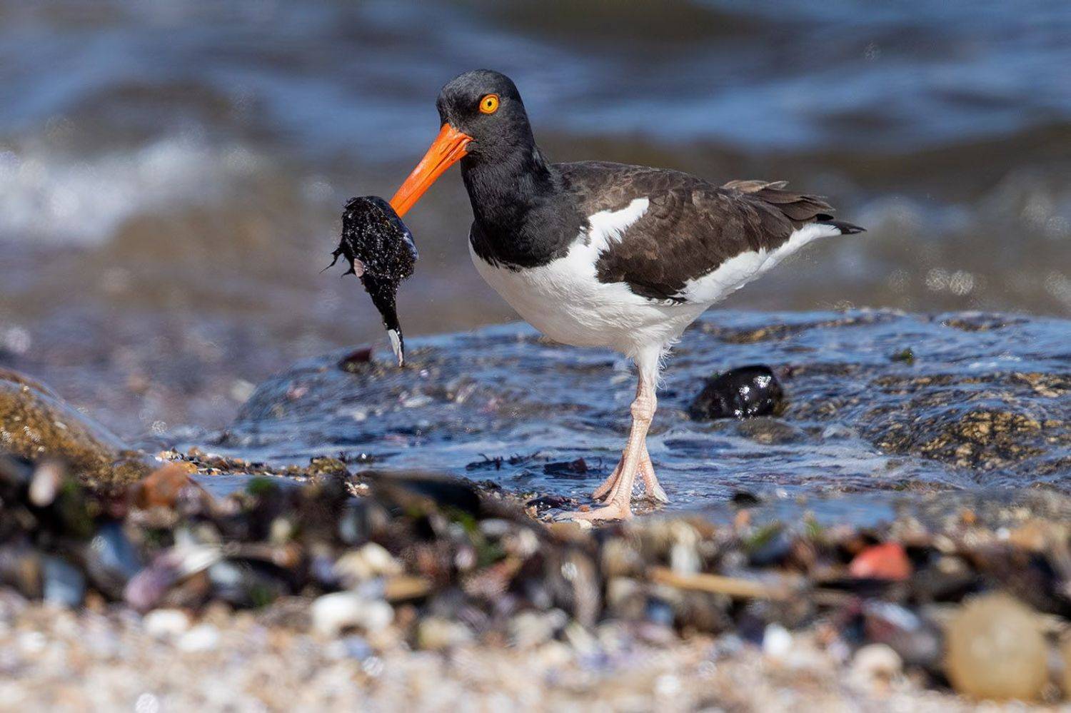 птицы, уругвай, Елена Давыдова
