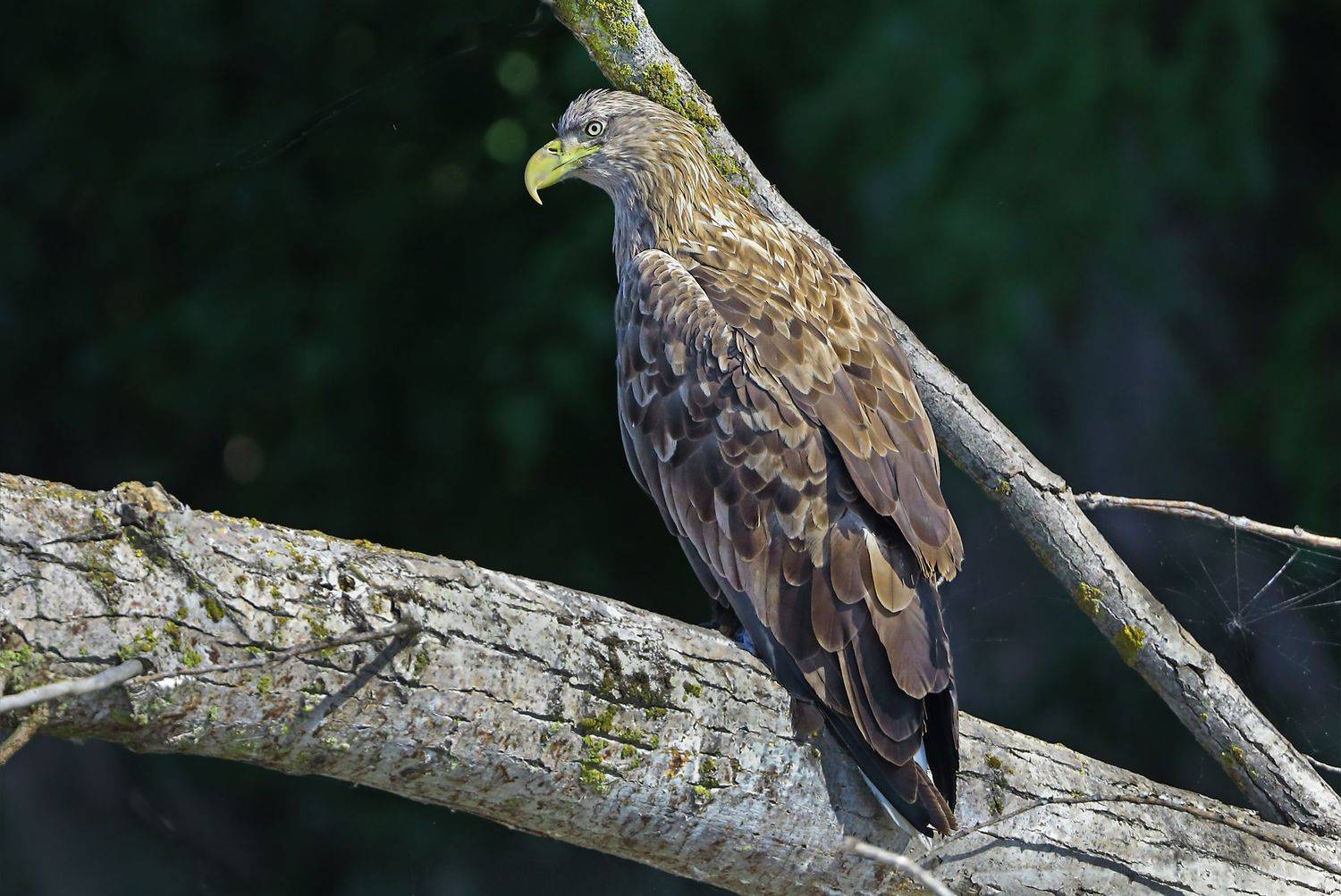 орлан белохвост., Александр Гусар