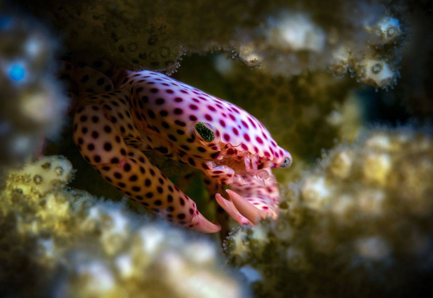 , Сергей Лисицын