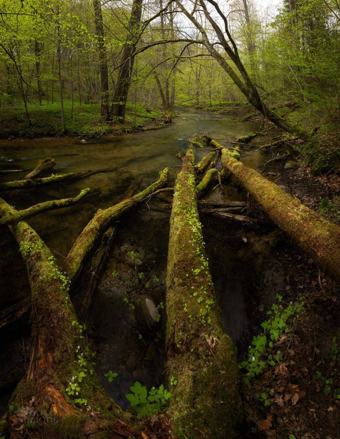 river,trees,poland,nature,forest,woodland,woods,dead wood, landscape,, Adrian Szatewicz