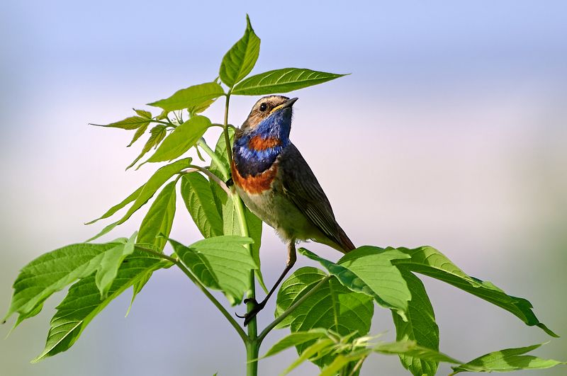 природа, птицы Гордая фото превью