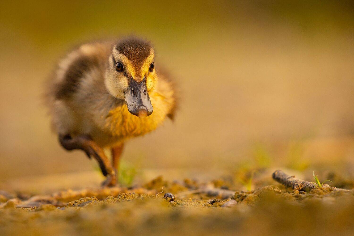 , Robert Adamec