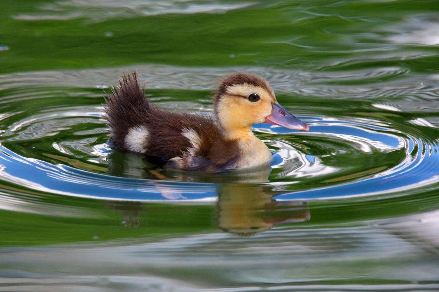 , Людмила Бекман