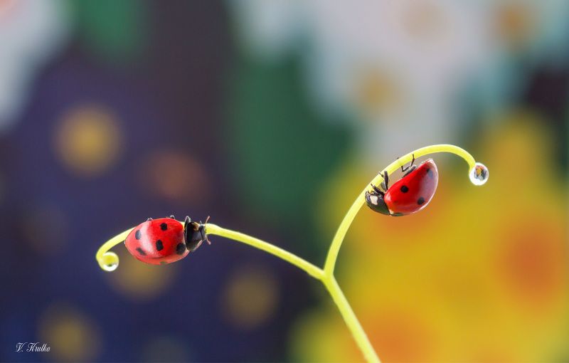 #ladybug #insect #macro #nature #wildlife #wallpaper #background #print The dream of ladybugs фото превью