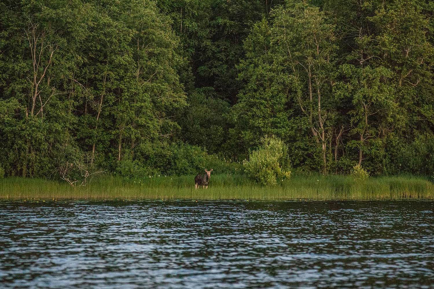 , Напалкин Станислав