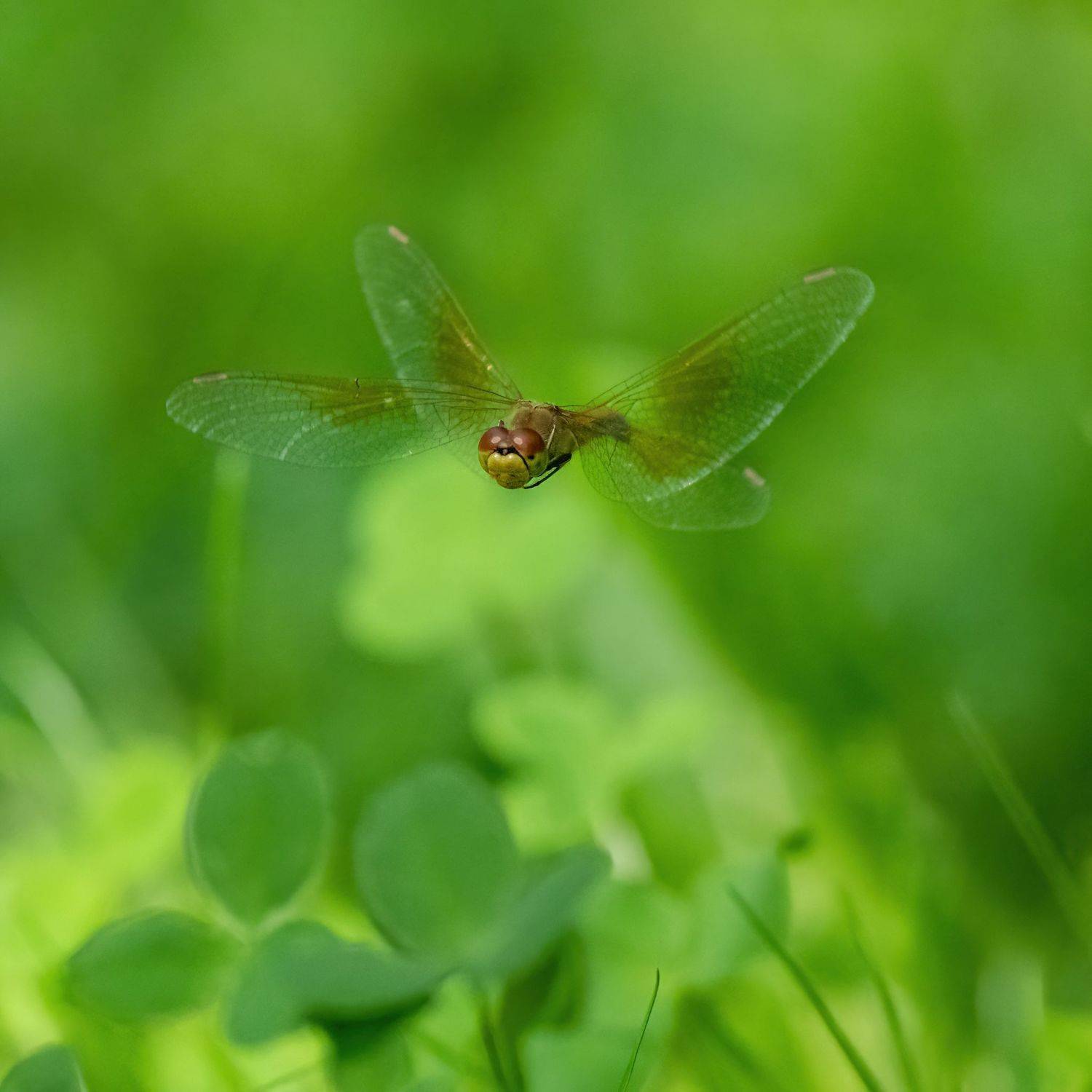 , Константин Дэм