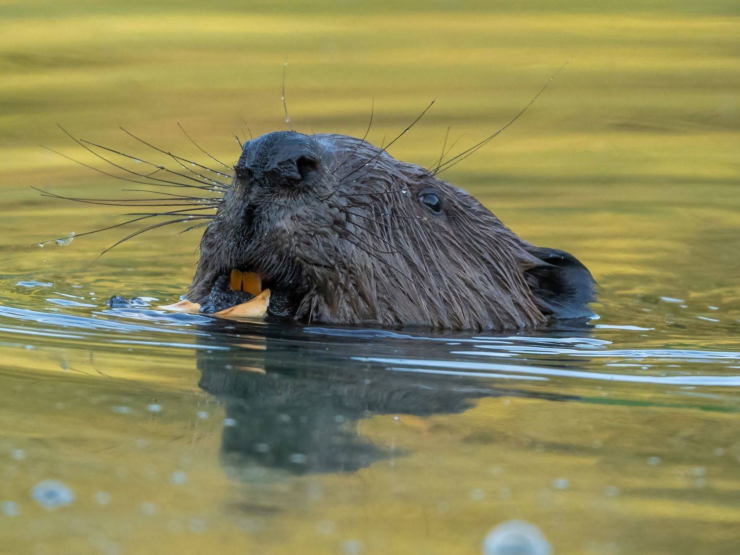 , Константин Дэм