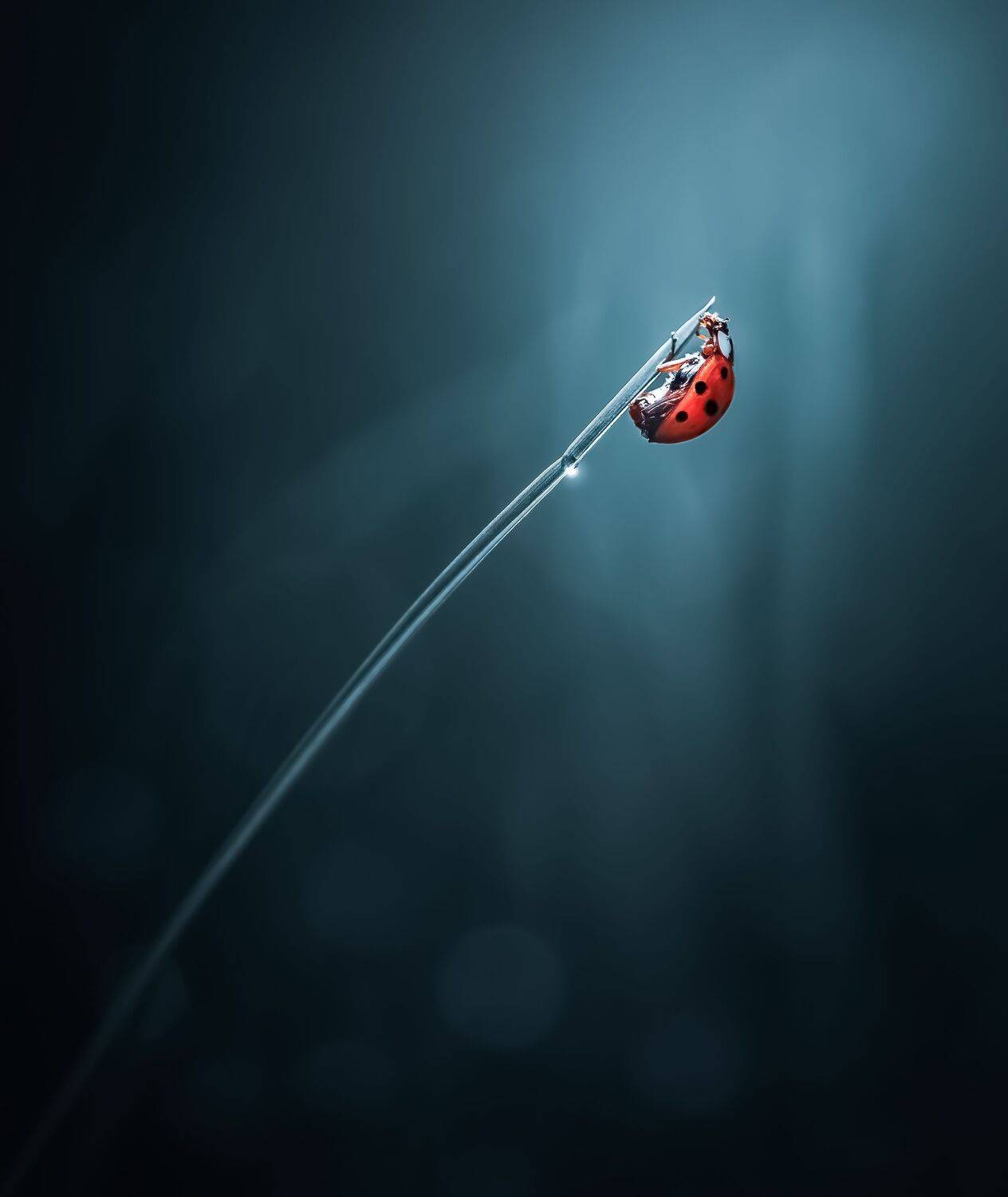 beetle, insect, fall, autumn, stink bug, macro, leaves, season, seasons, camouflage, camouflaged, ladybug, ladybird, rain, grass, dew, night, mood,, Atul Saluja