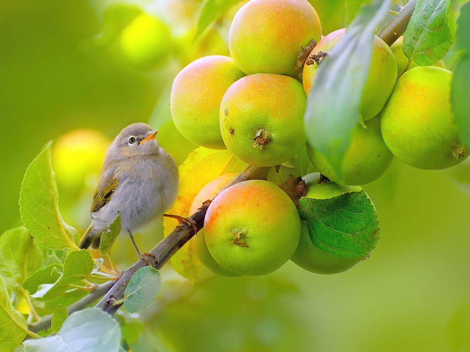 природа, фотоохота, варакушка, птицы, животные, цветы, лето, vladilenoff