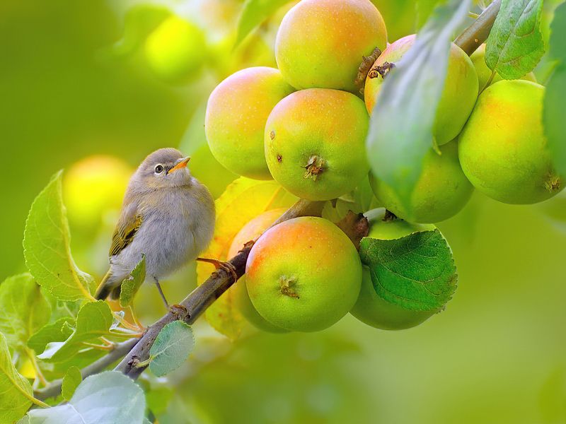 природа, фотоохота, варакушка, птицы, животные, цветы, лето Яблочный Спас фото превью