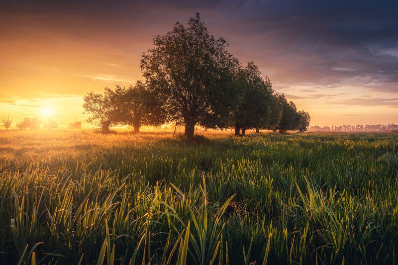 Willows фото превью