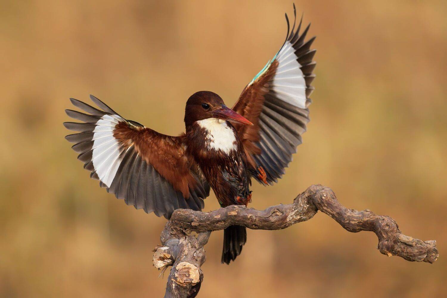 , Евгений Фруман