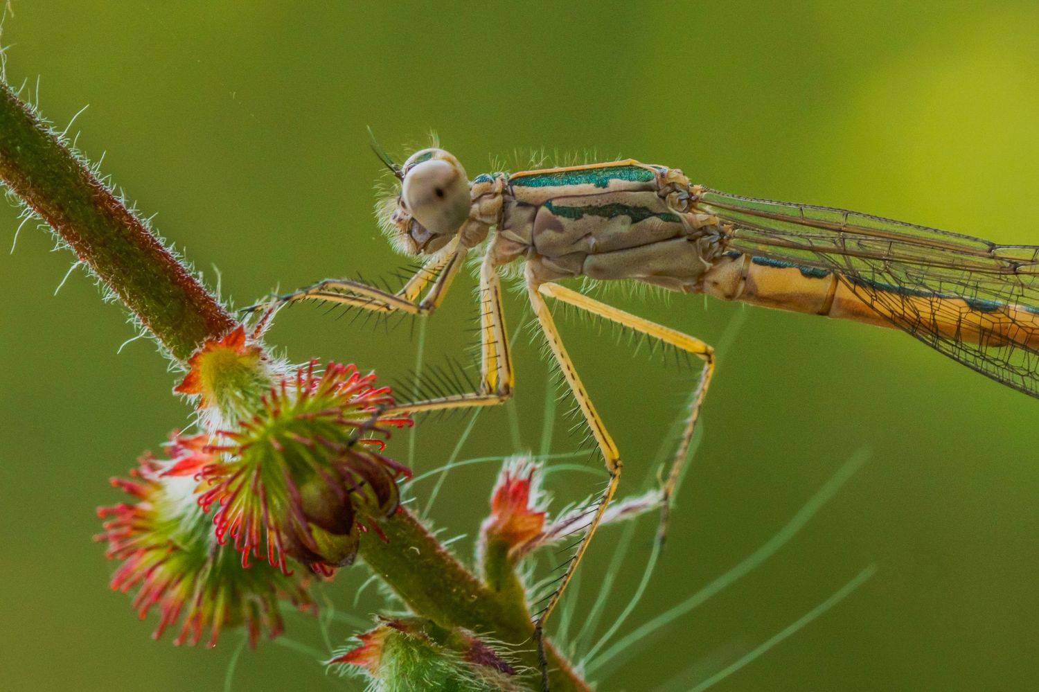, Семенко Александр