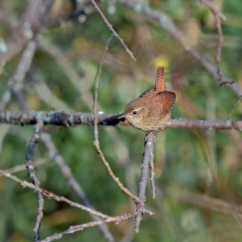 Крапивник... фото превью
