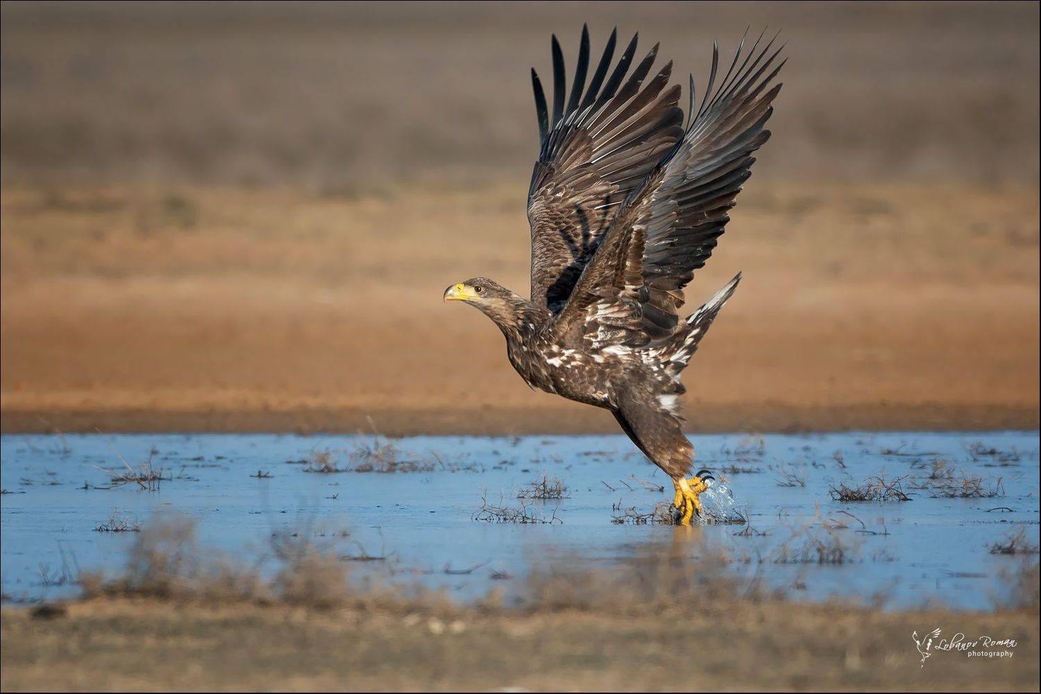 , Лобанов Роман
