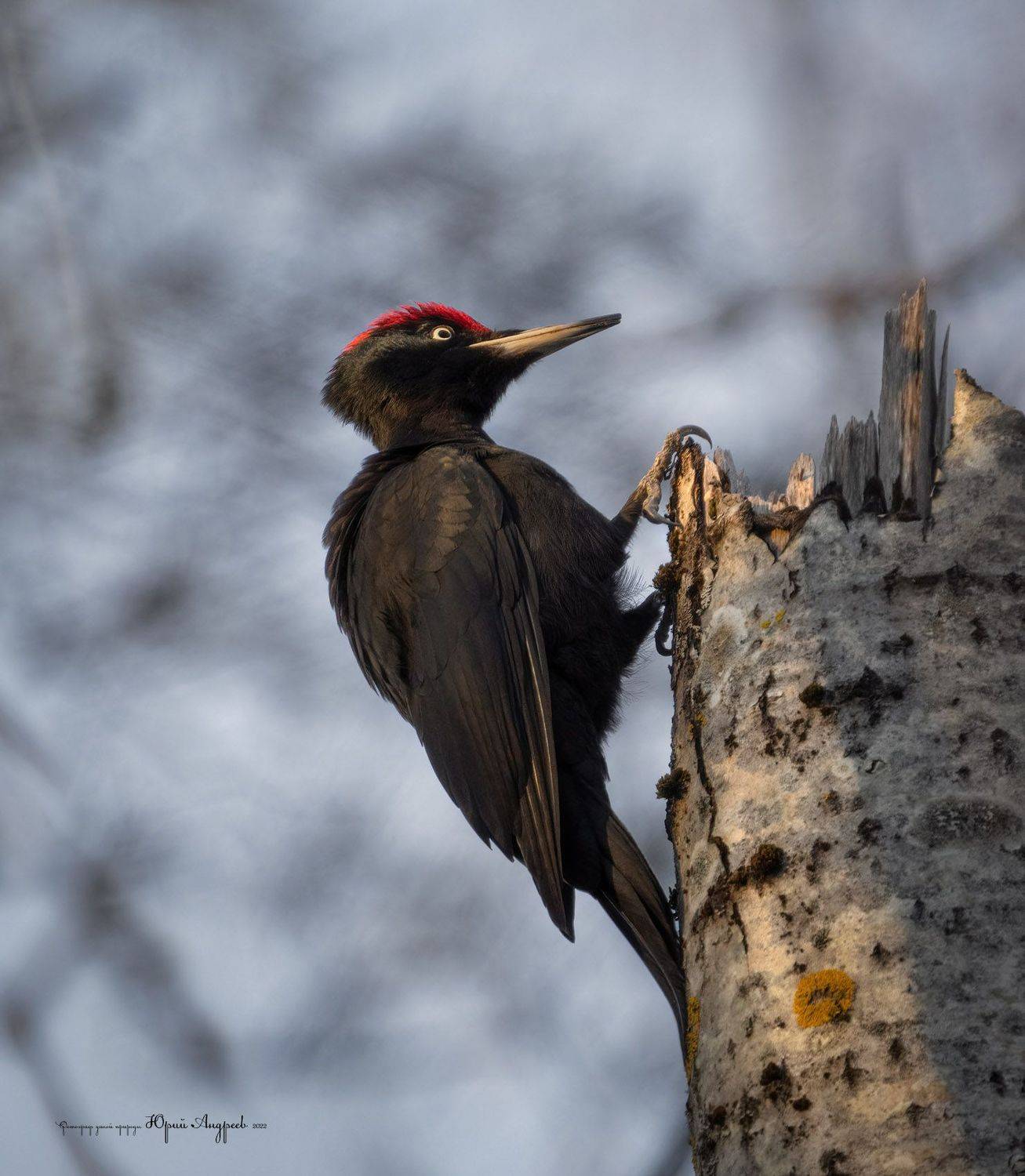 чёрный дятел, желна, Юрий Андреев