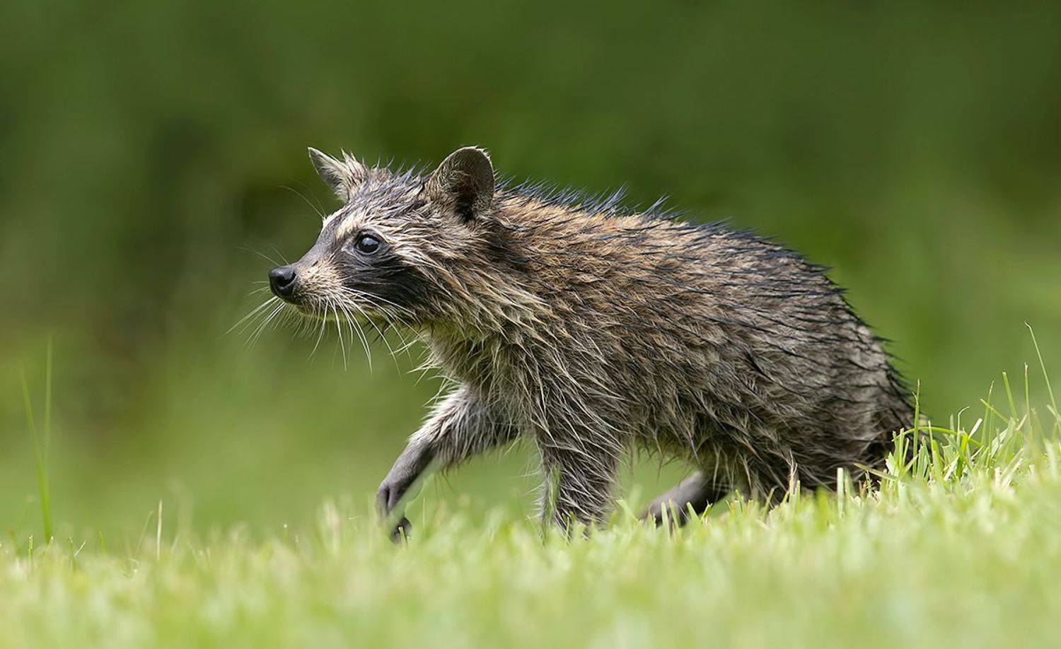 енот обыкновенный, енот-полоскун, raccoon, енот, дикие животные, животные, animals, Etkind Elizabeth